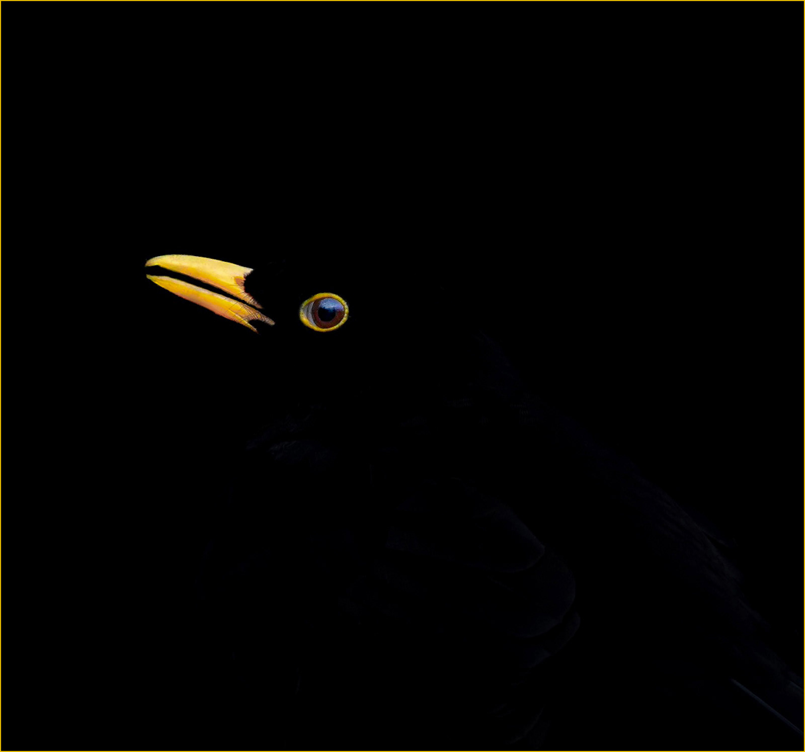 Birds Eye Level (Monica Berry) 18 points