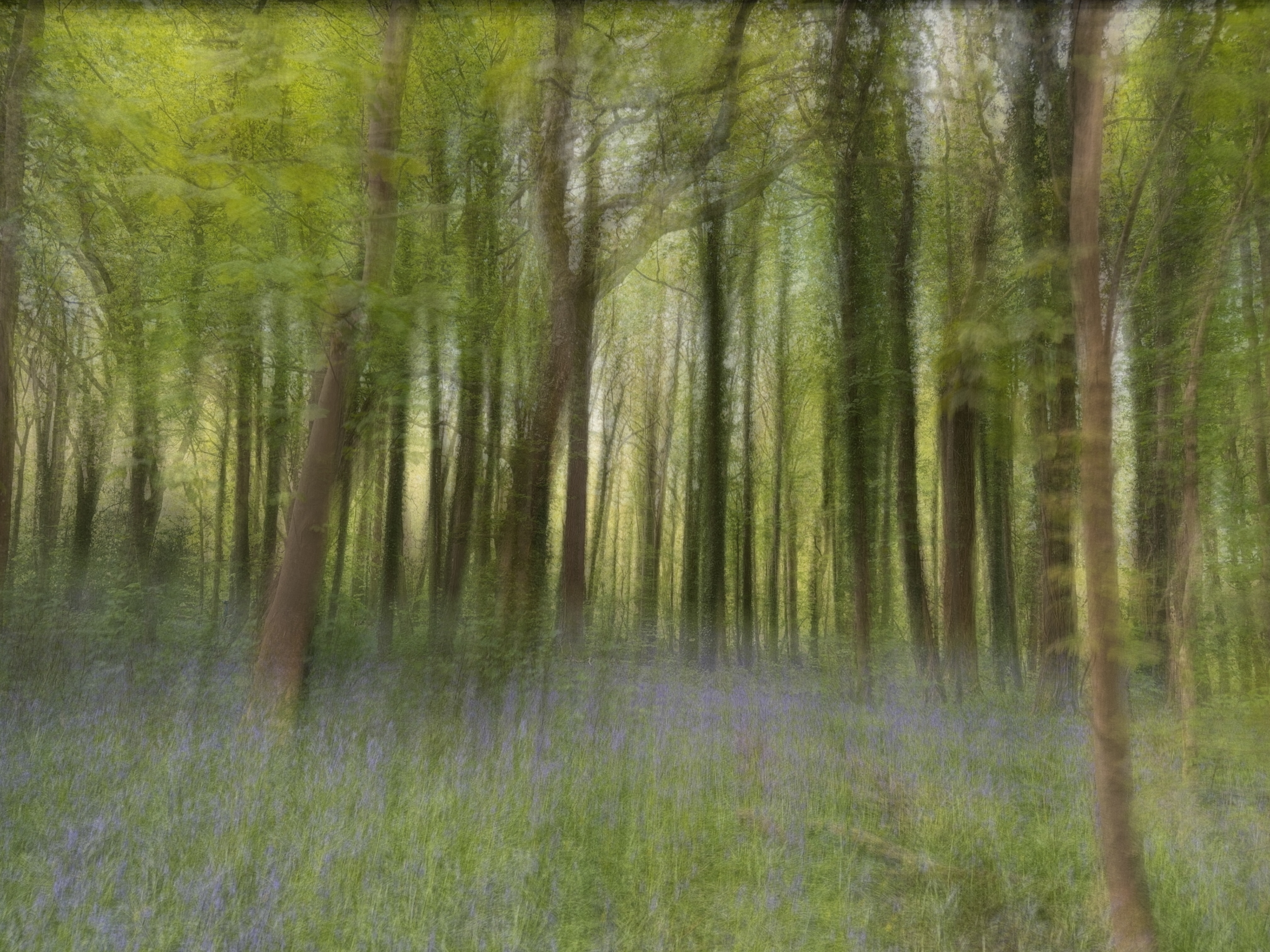 13. Bluebell Wood