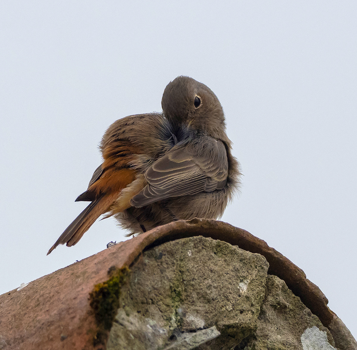 Black Redstart Preening