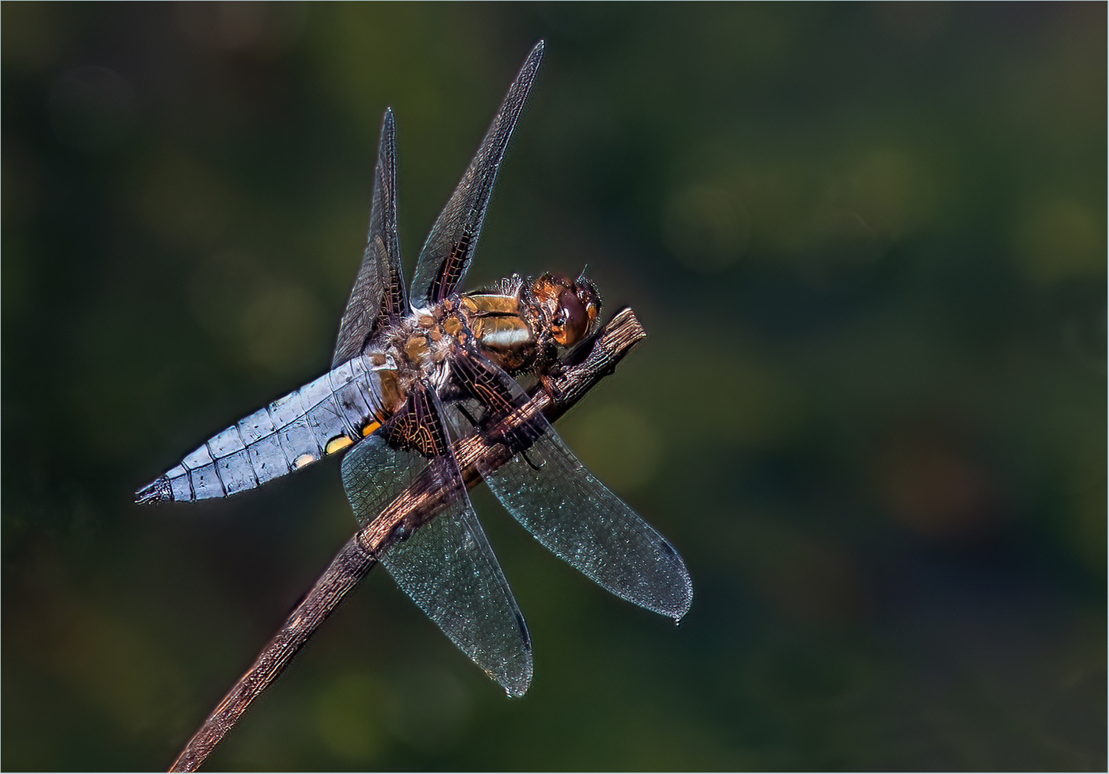 Broad Bodied Darter