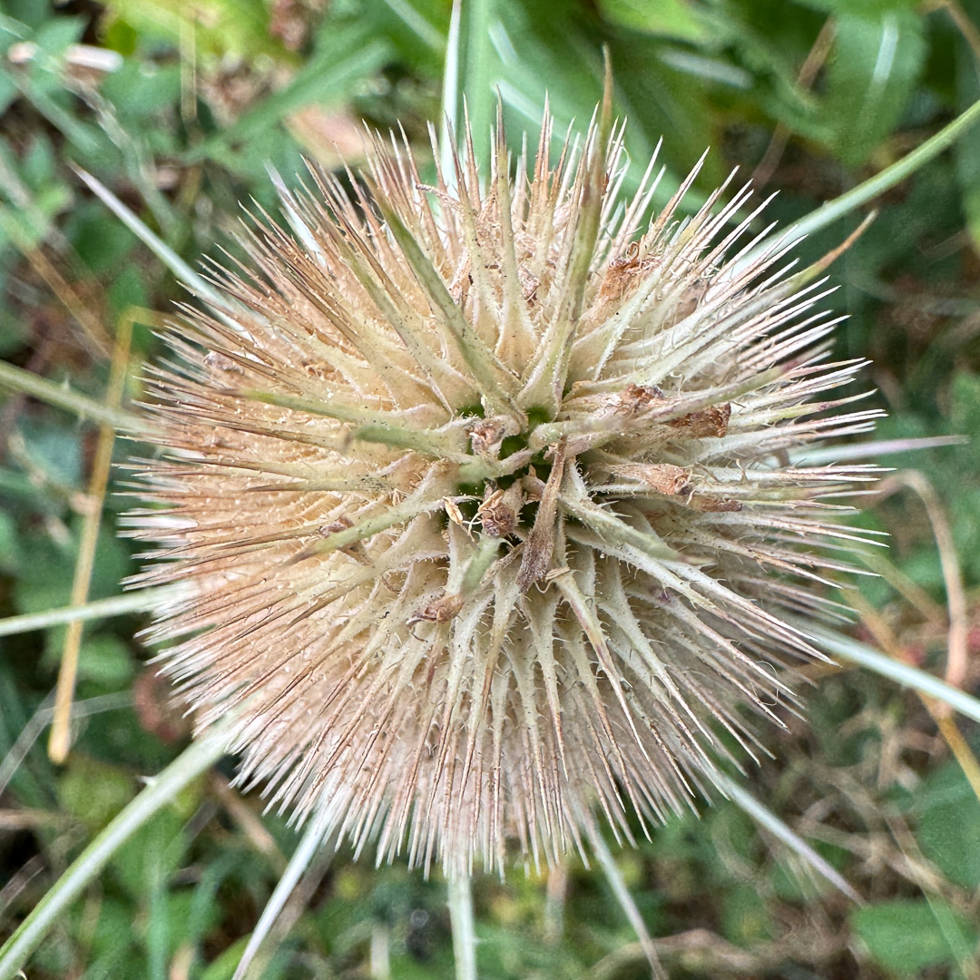 "Teasel" by Morlais Davies