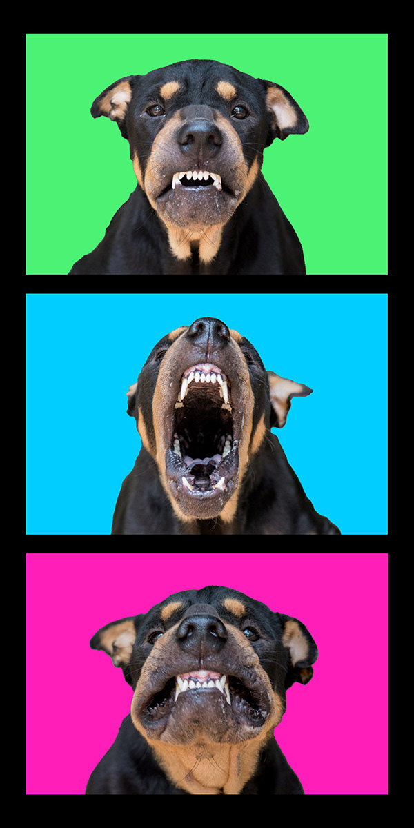 "One, Two, Three, Smile" by Jan Evans. Awarded 18 points and placed 3rd= by the judge, and awarded 15.44 points and placed 10th by the club members