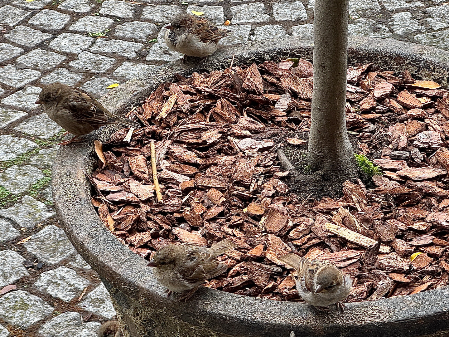 "Waiting for lunch" by Morlais Davies