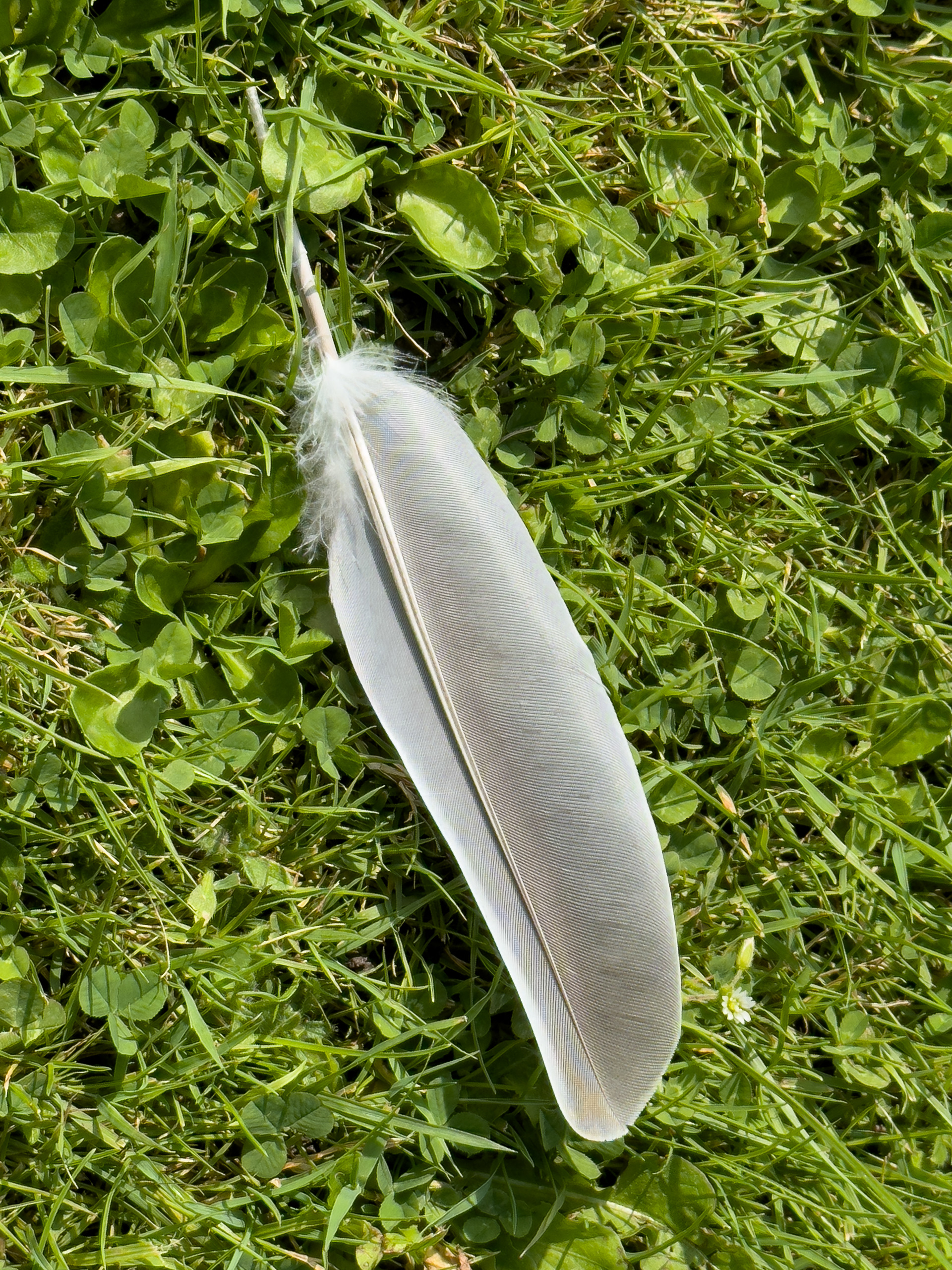 "Discarded feather" by Morlais Davies