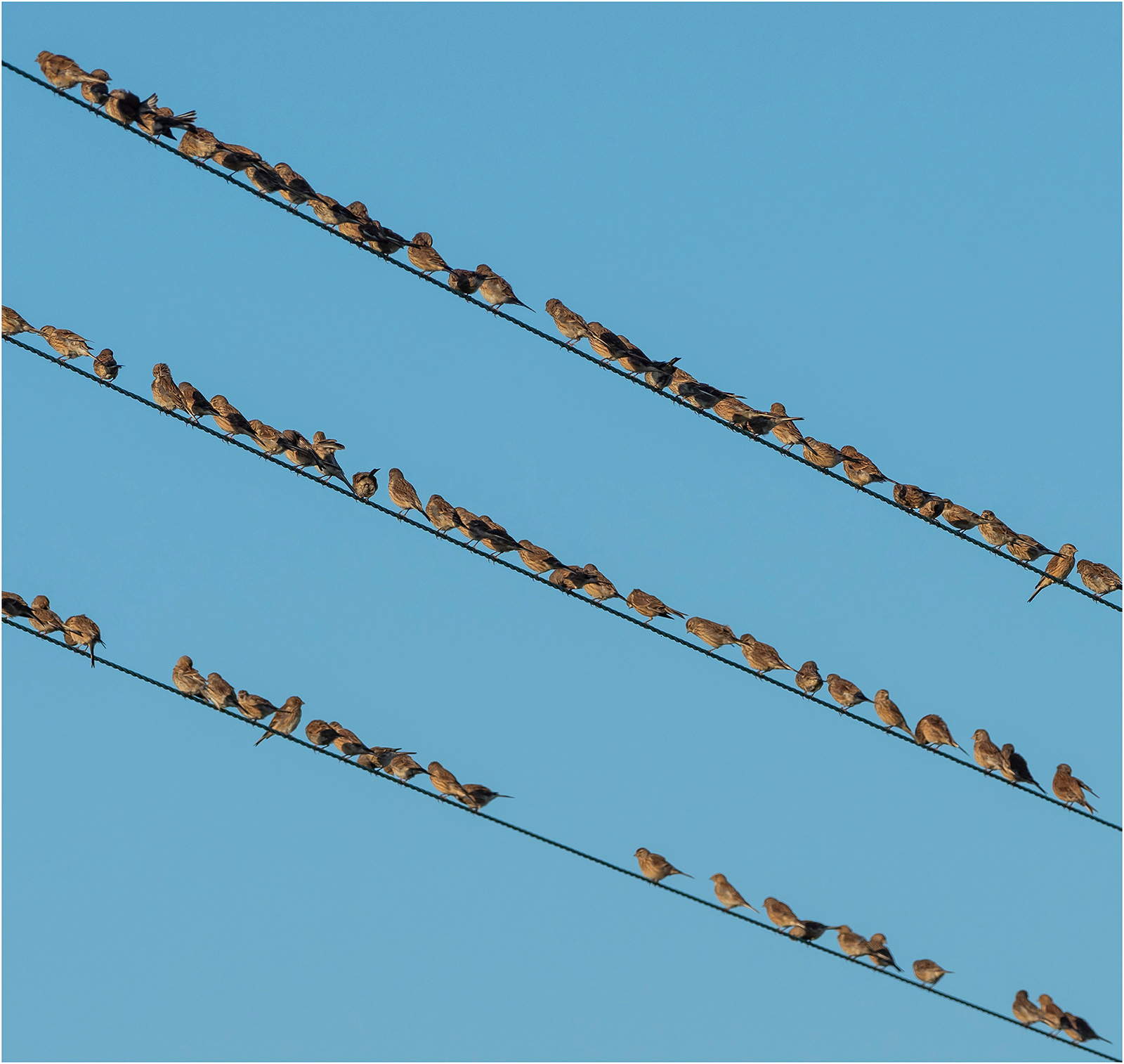 "Lines of linnets" by Viv Evans