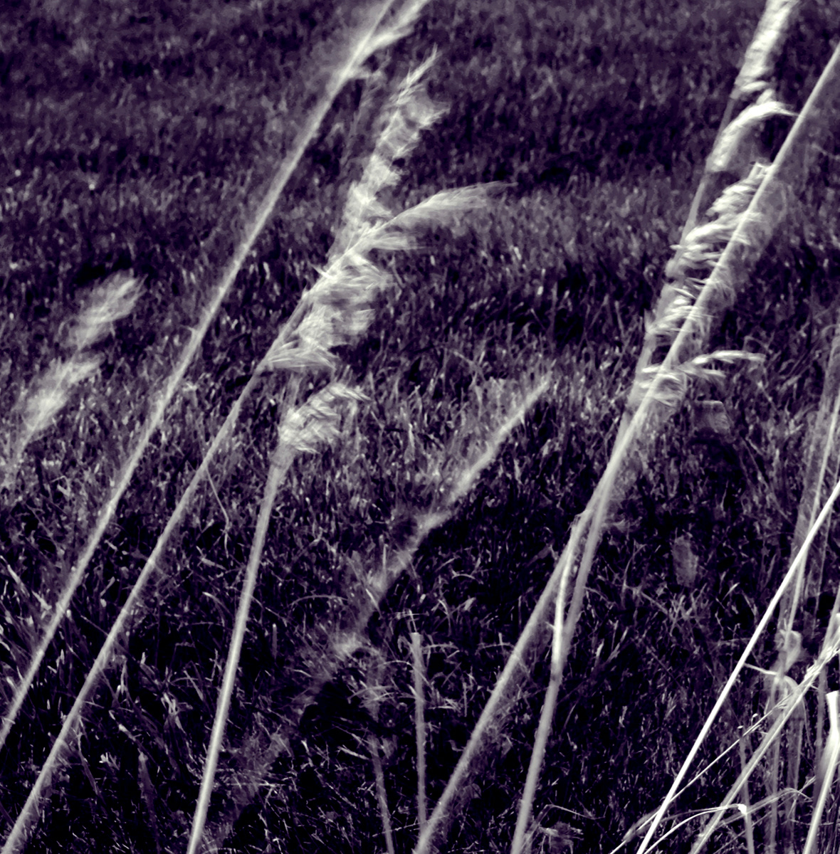 "Whispering Grass"