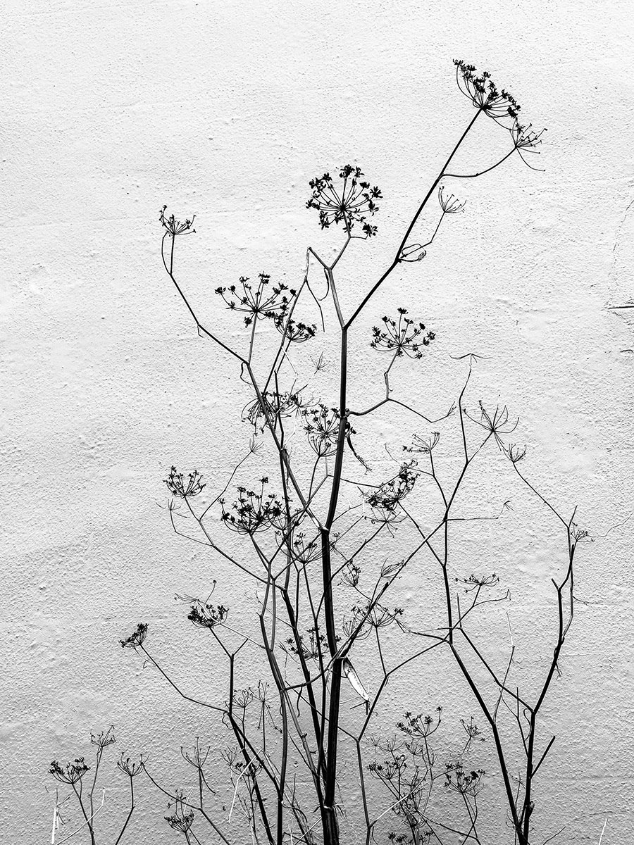 "Stalks and Silhouettes" by Morlais Davies