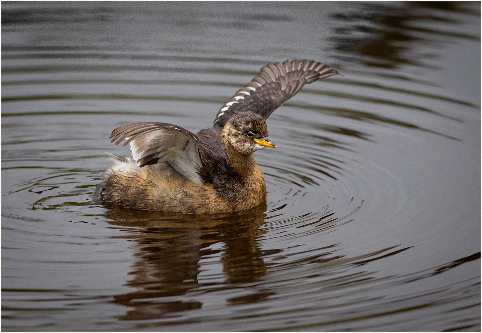 "Little Grebe in Winter Plumage"