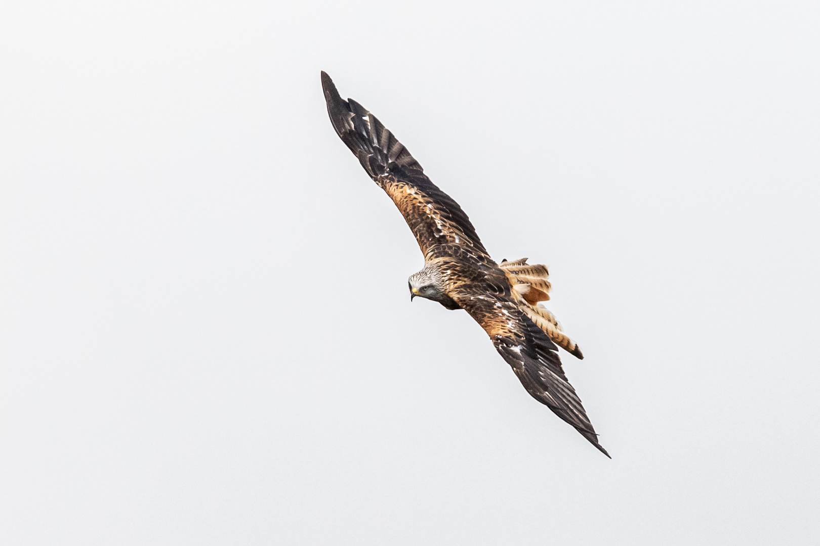 "Nant-yr-Arian kite", by Morlais Davies