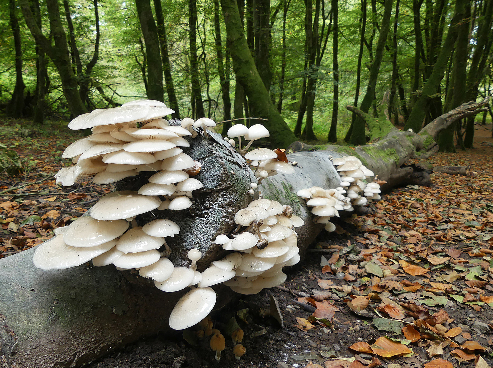 "Fragile Log" by Trudy Davies