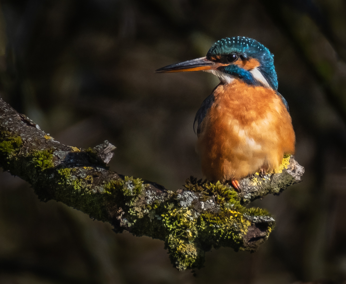 Kingfisher