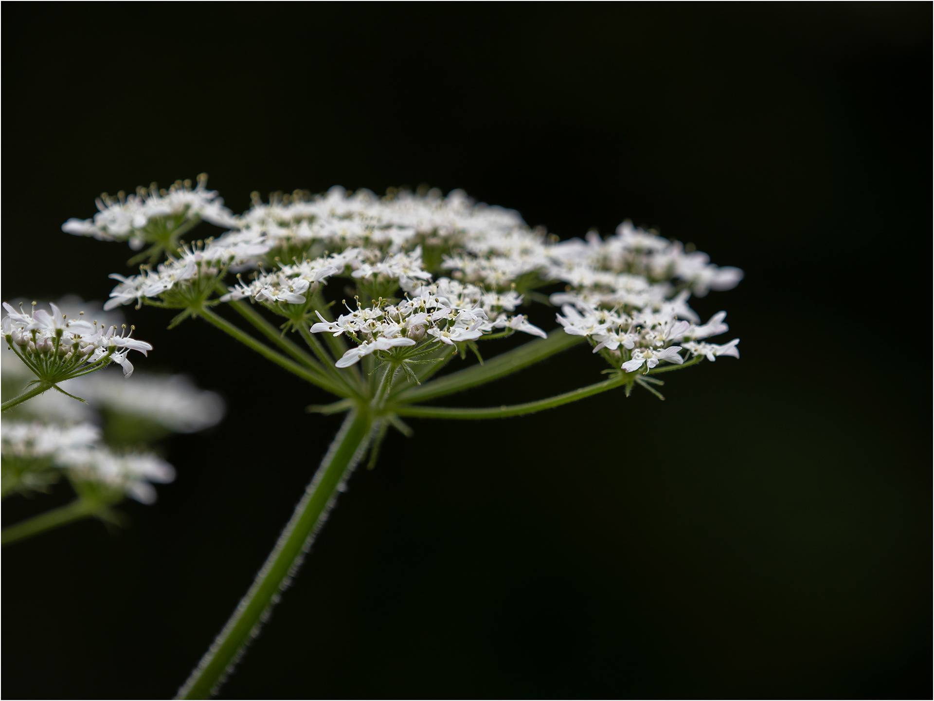 "Bankside Flora" by Viv Evans