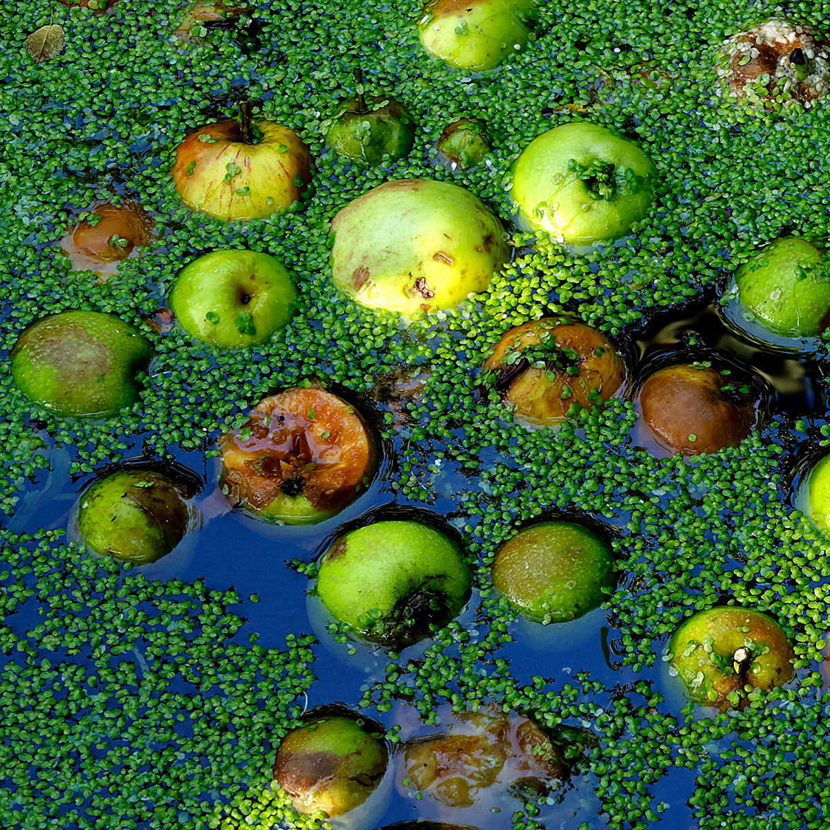 "Bobbin apples" by Chris Haines