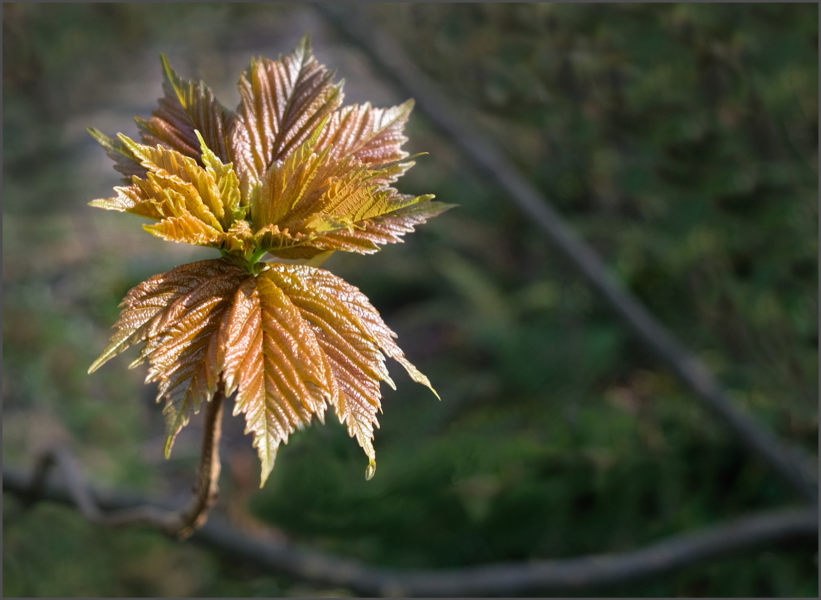 Young Sycamore