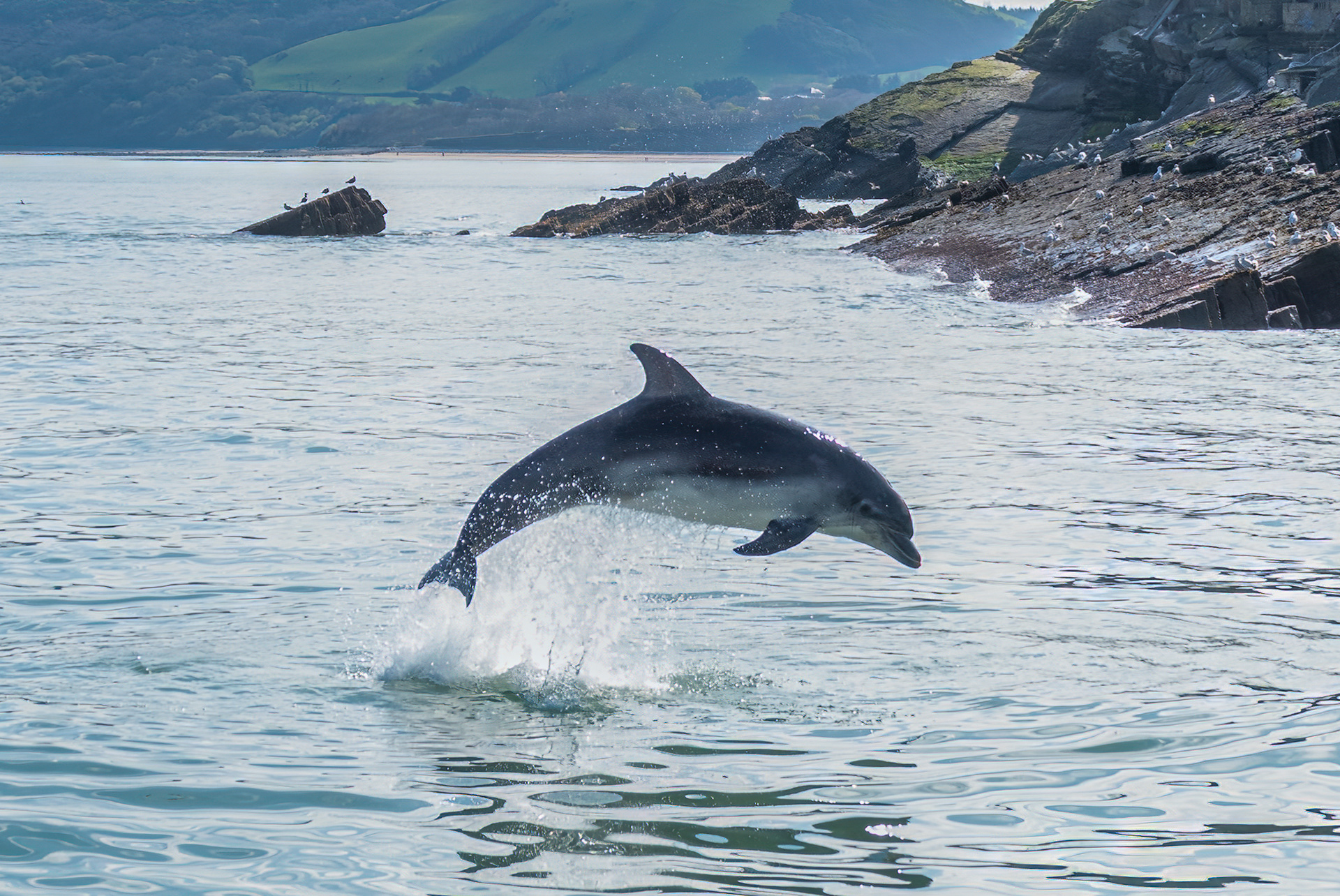 Breaching Bottlenose Dolphin at New Quay