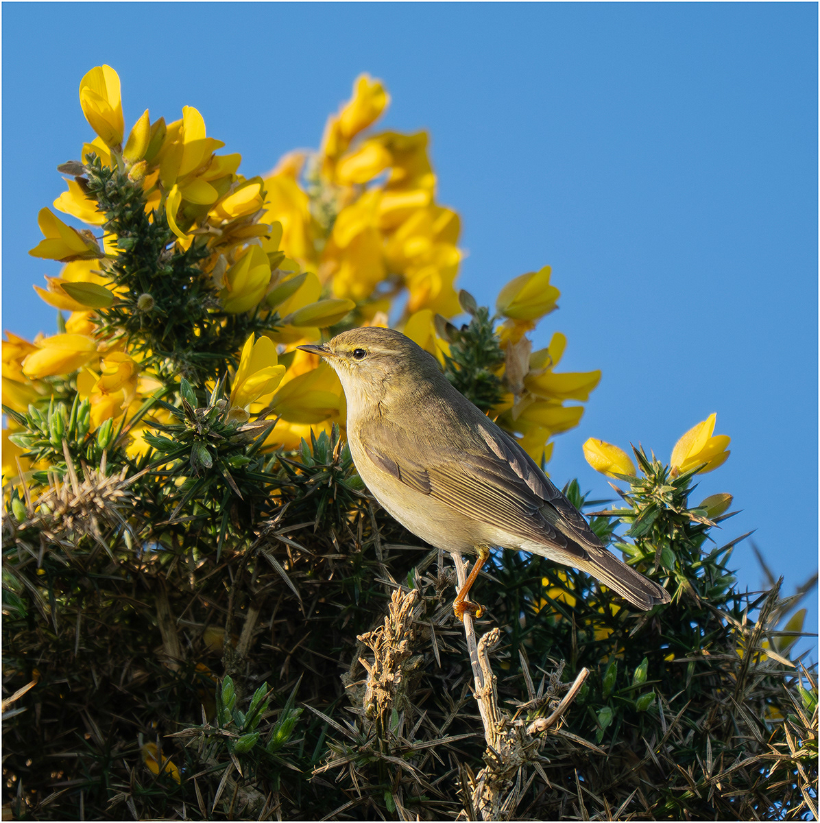 "Willow Warbler" by Viv Evans