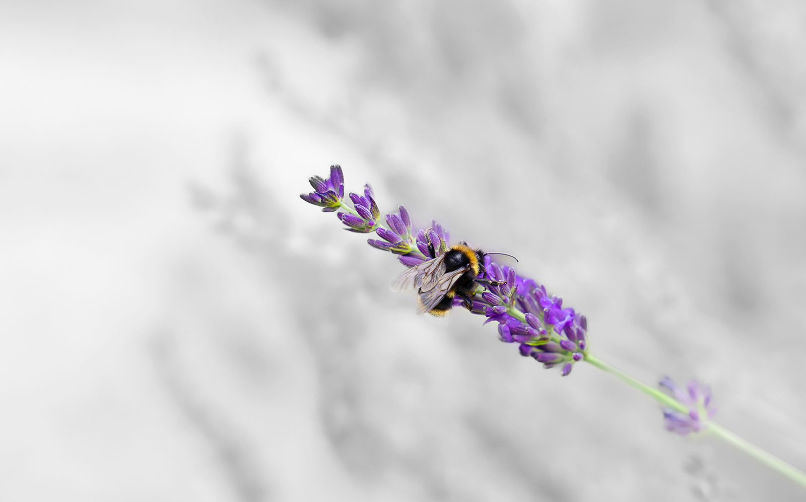 "Bee on the lavender" by Janet Evans