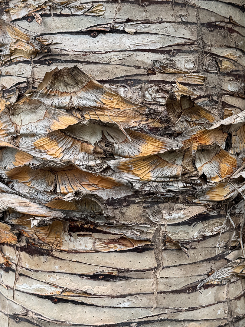 "Old leaf scars" by Morlais Davies