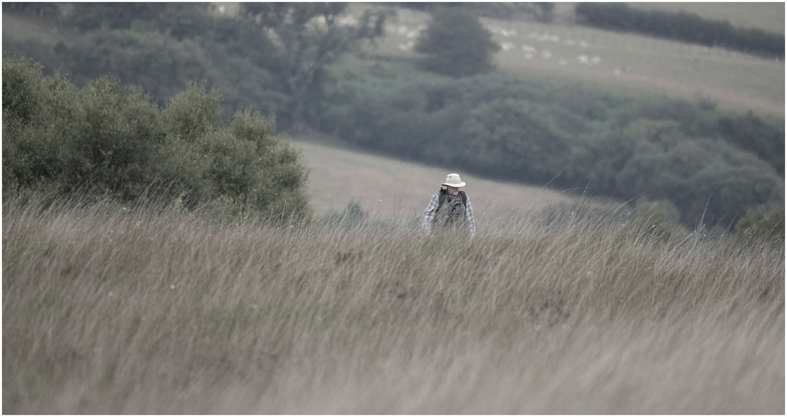 "Mogs on the bog" by Viv Evans