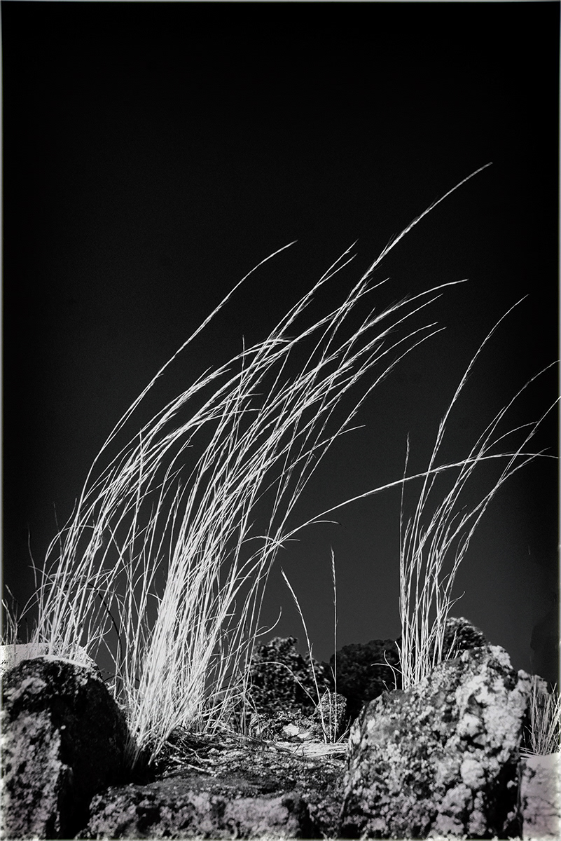 "Grasses in the Wind" by Roy Peters