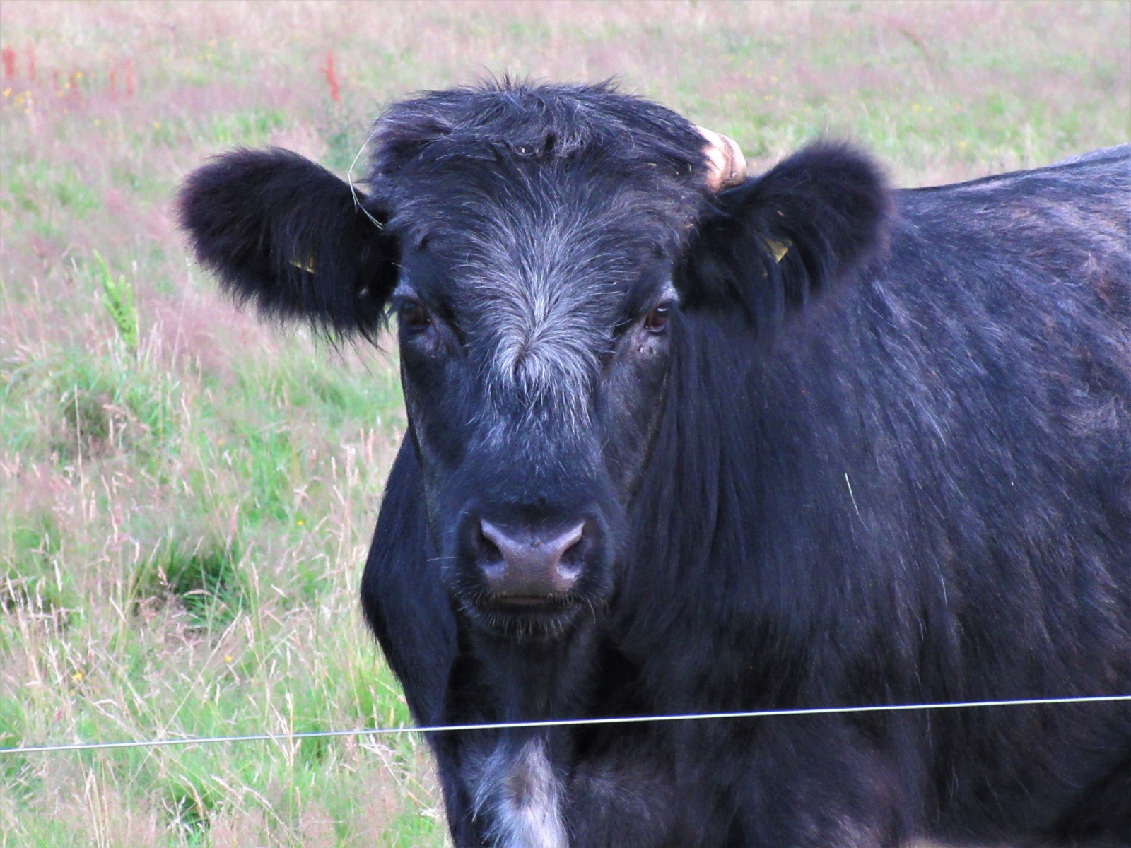 Moo