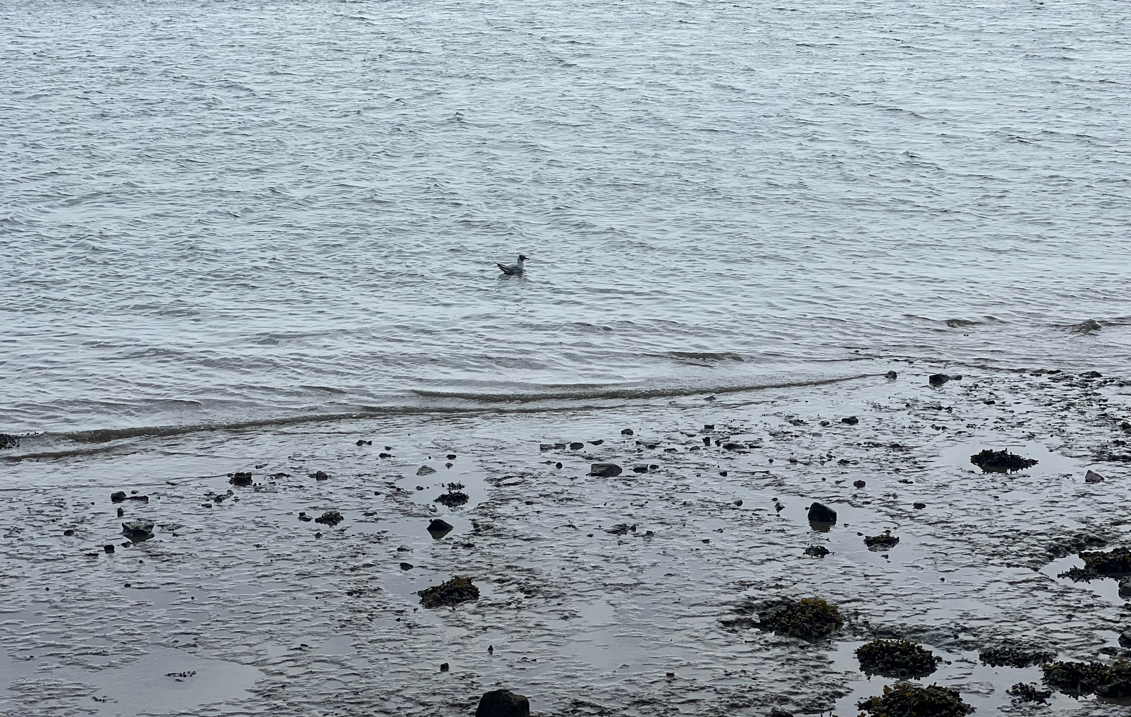 "Lonely Bird" by Tom Parry