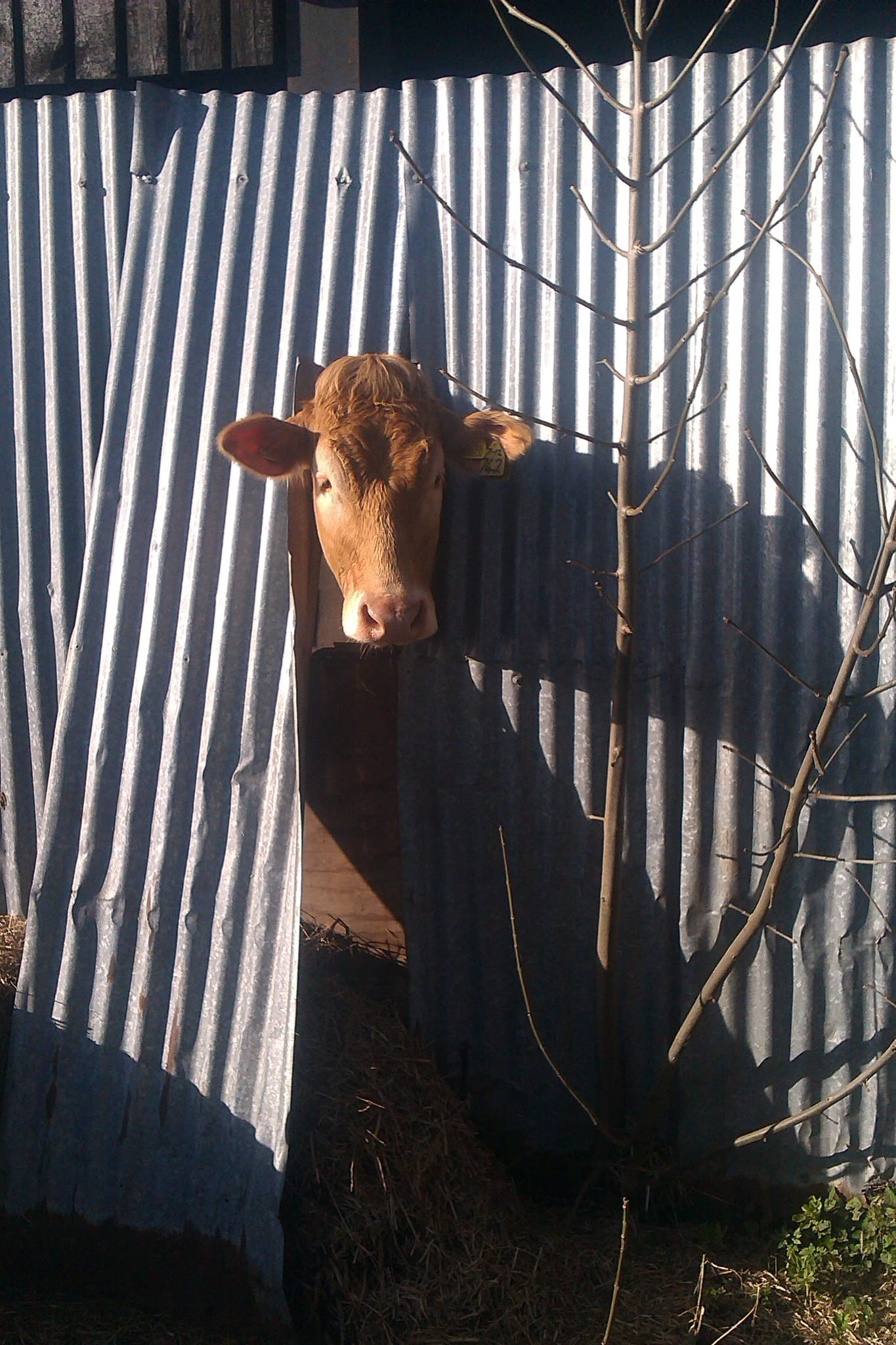 "Is it Spring yet?" by Dave Evans (16 points) (SC: 13)