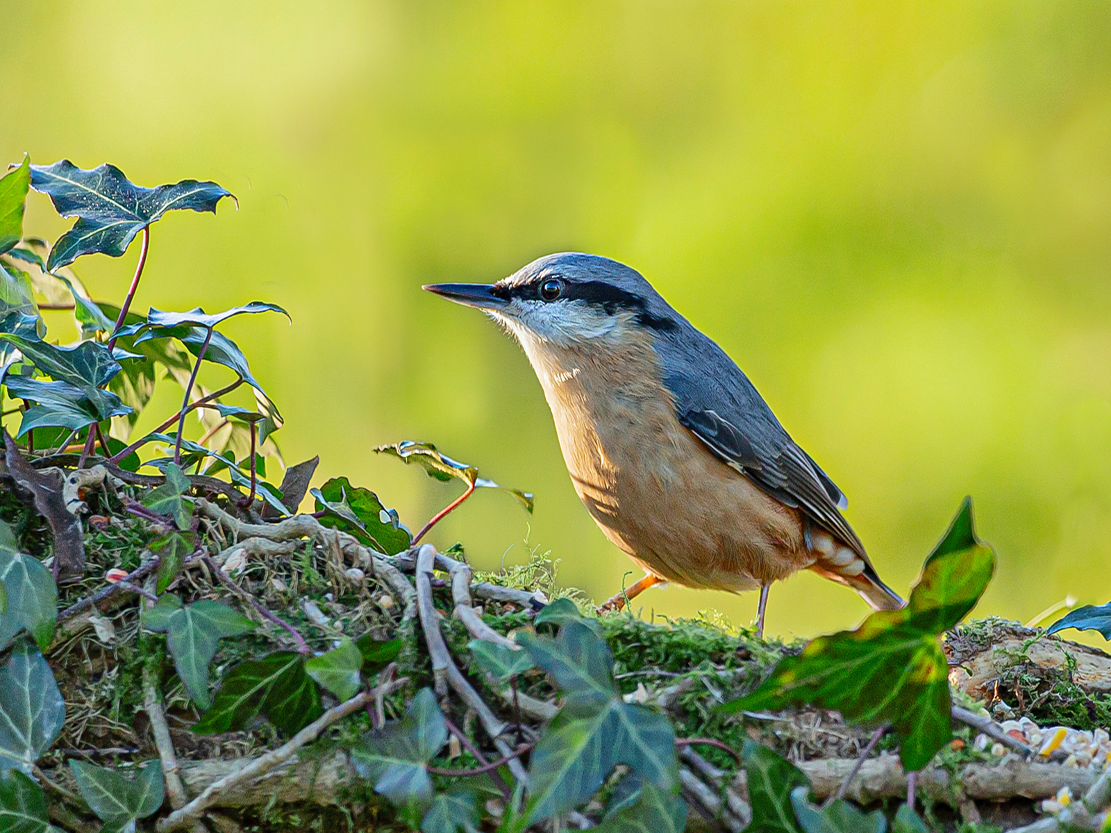 Eurasian Nut Hatch