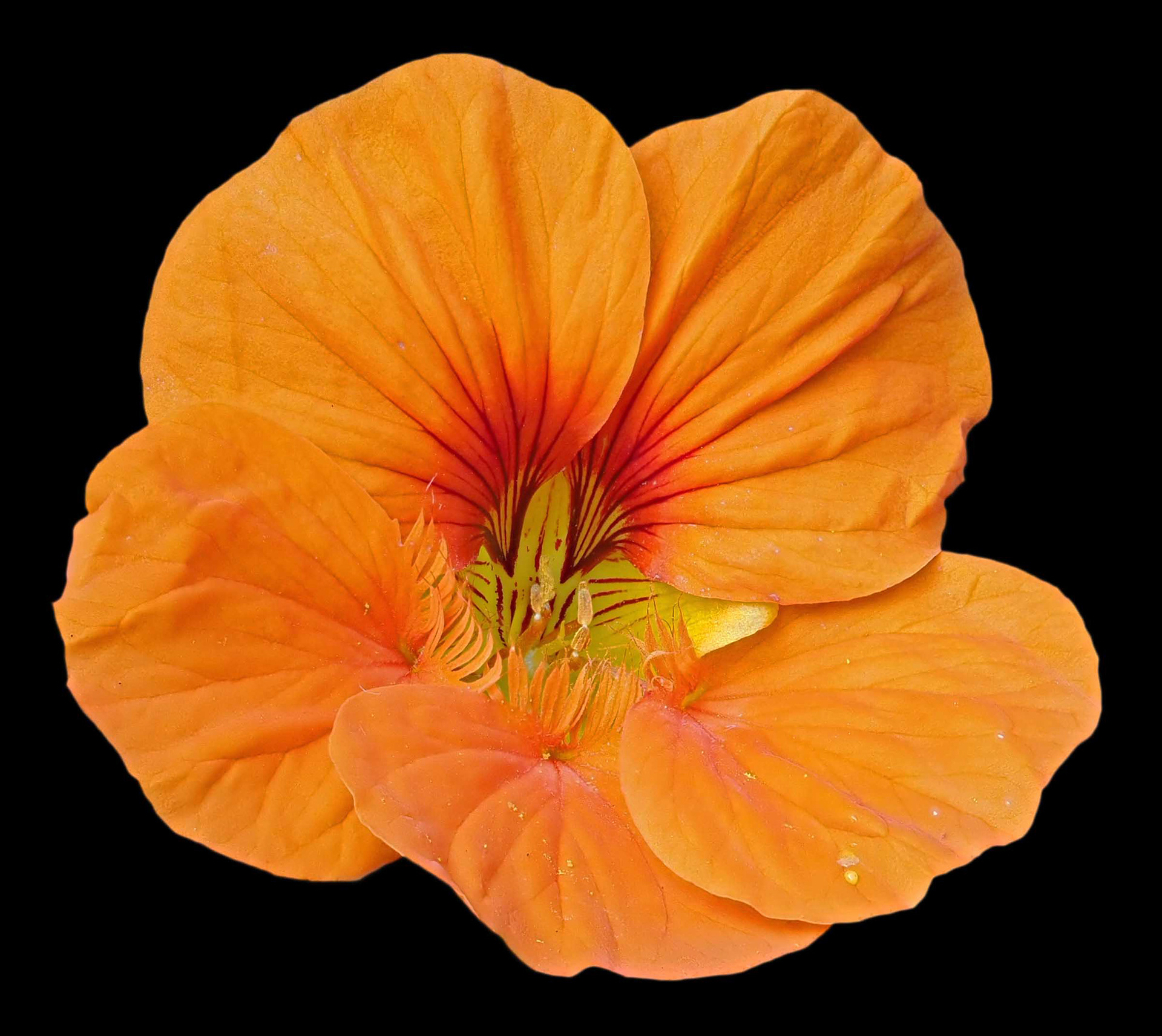 "Flower 4" by Viv Bowen