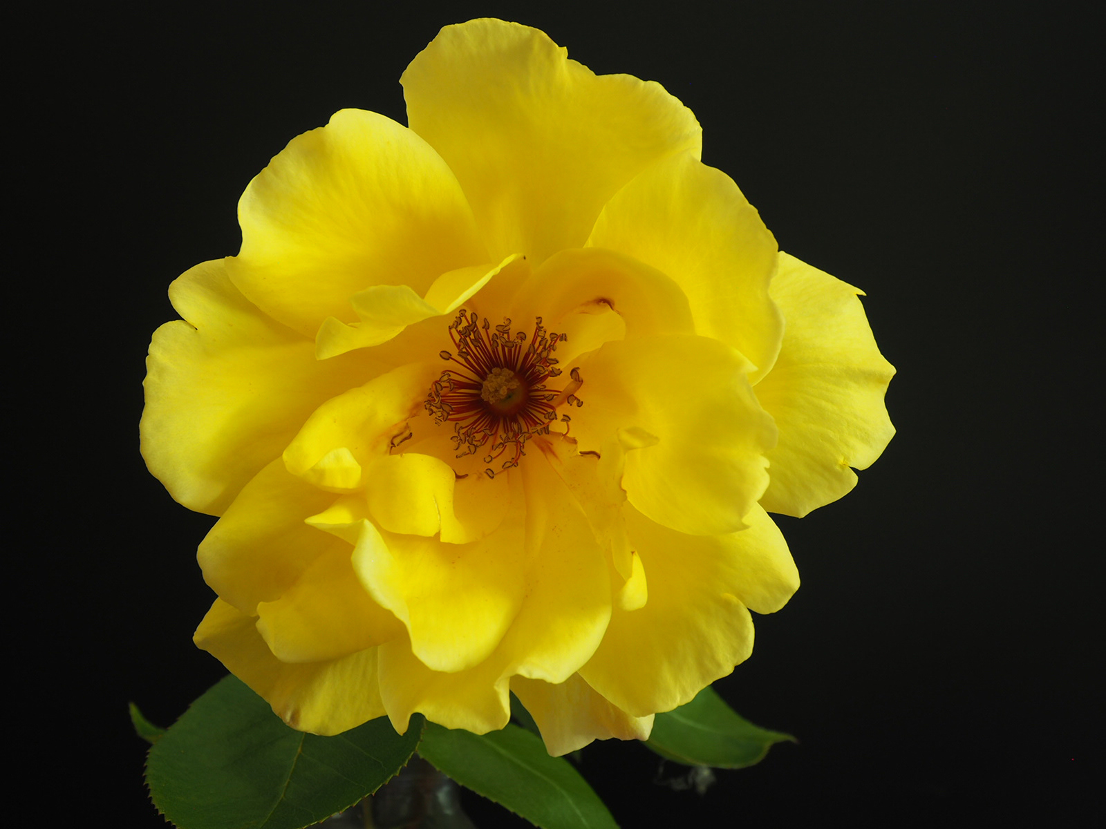 Gardeners Glory