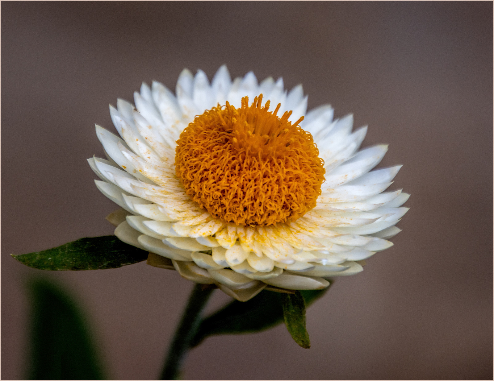 "Shades of Autumn" by Roy Peters
