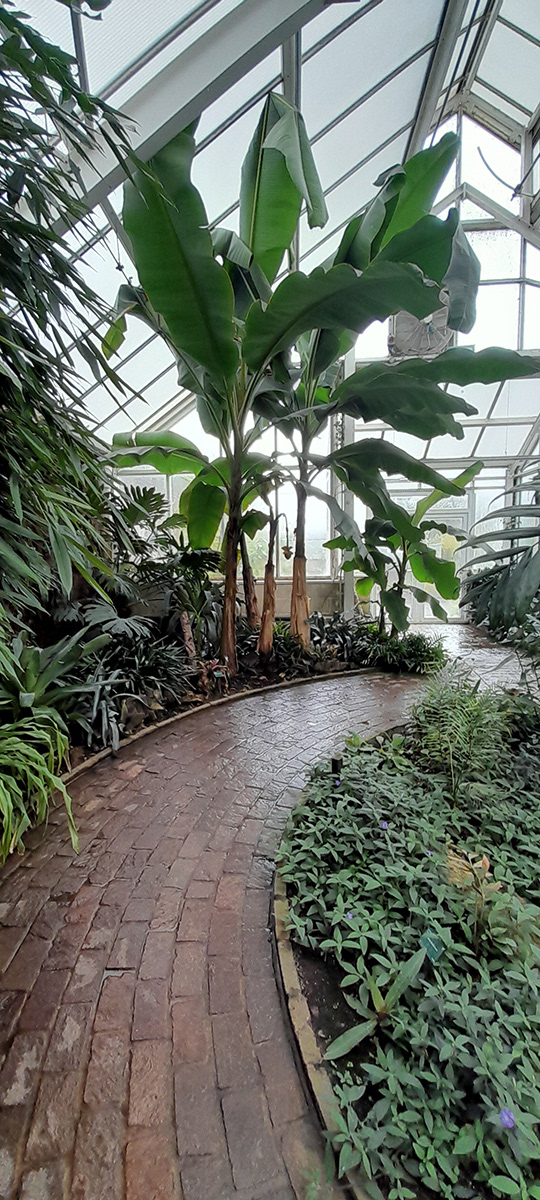 "Botanic Gardens 3" by Trudy Davies