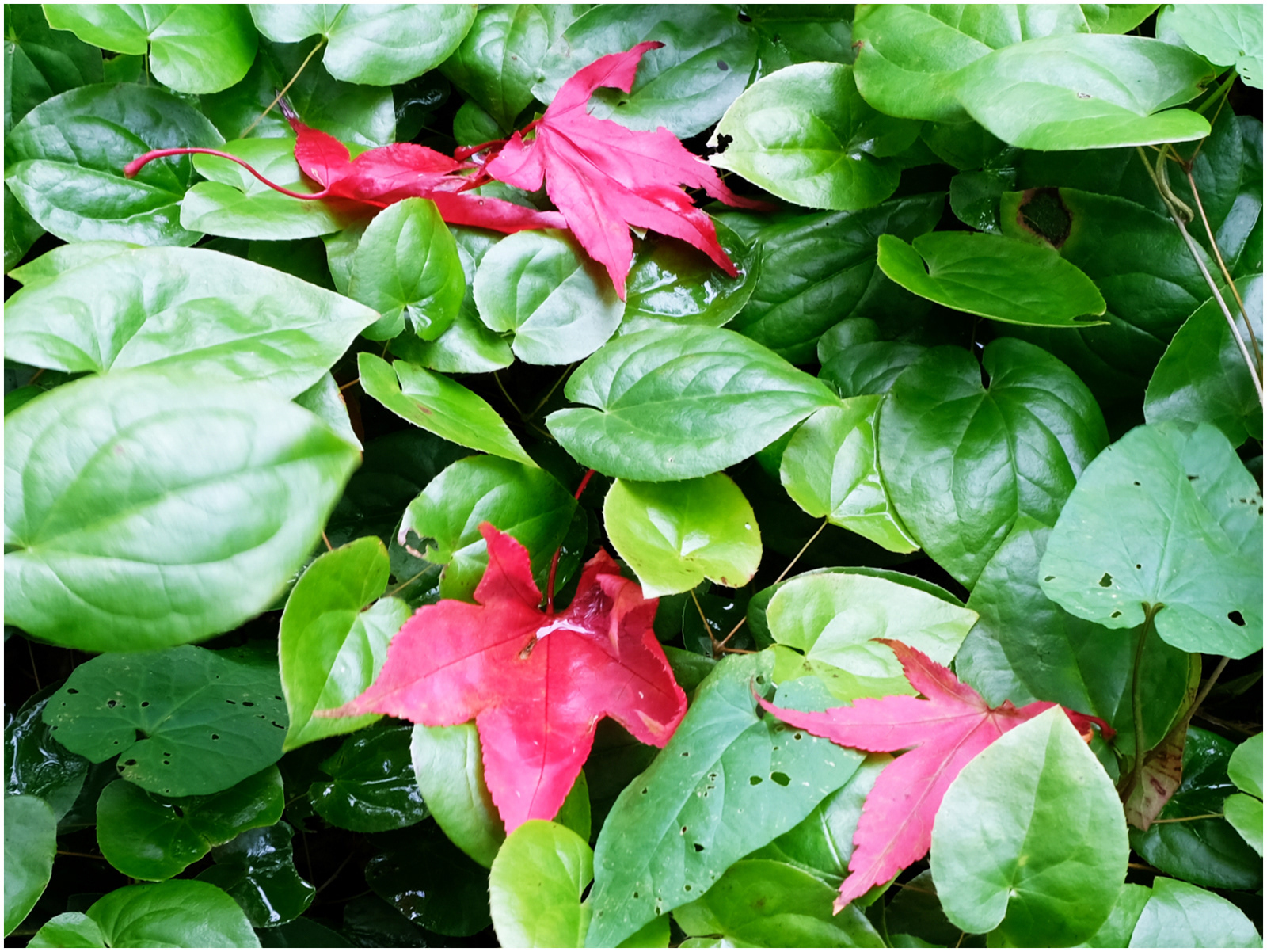 "Red and Green" by Margaret Jones