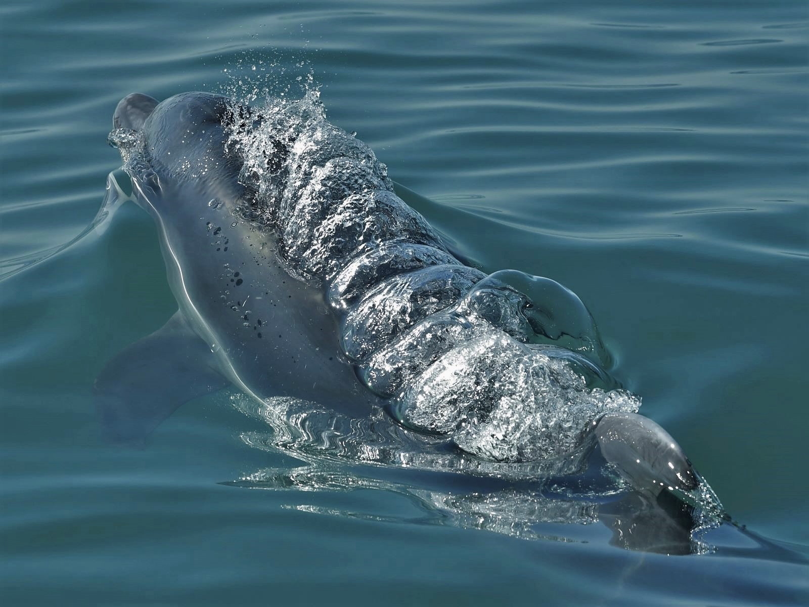 20 points: "There She Blows" by Brian Ottewell