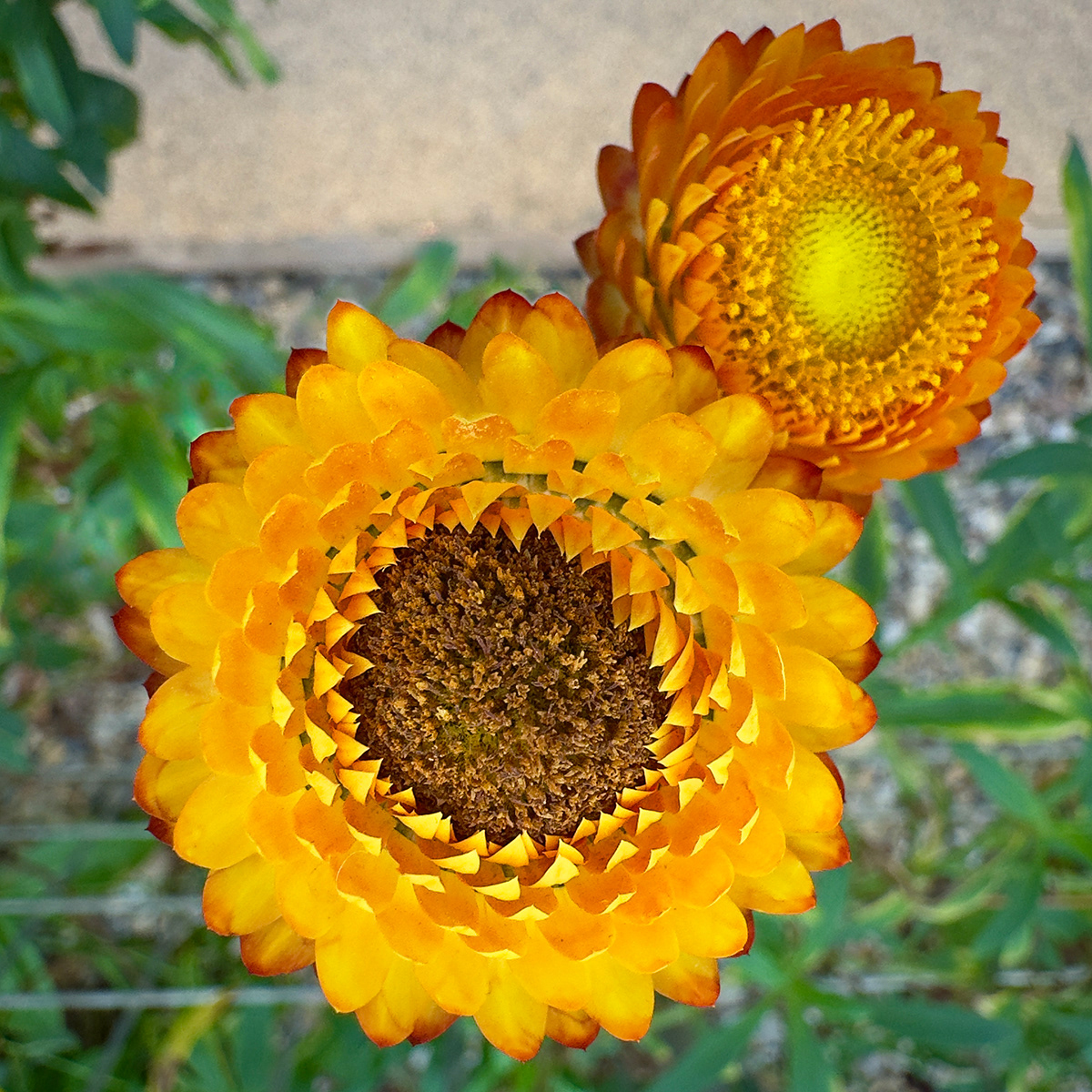 "Roll over, Vincent" by David Hough