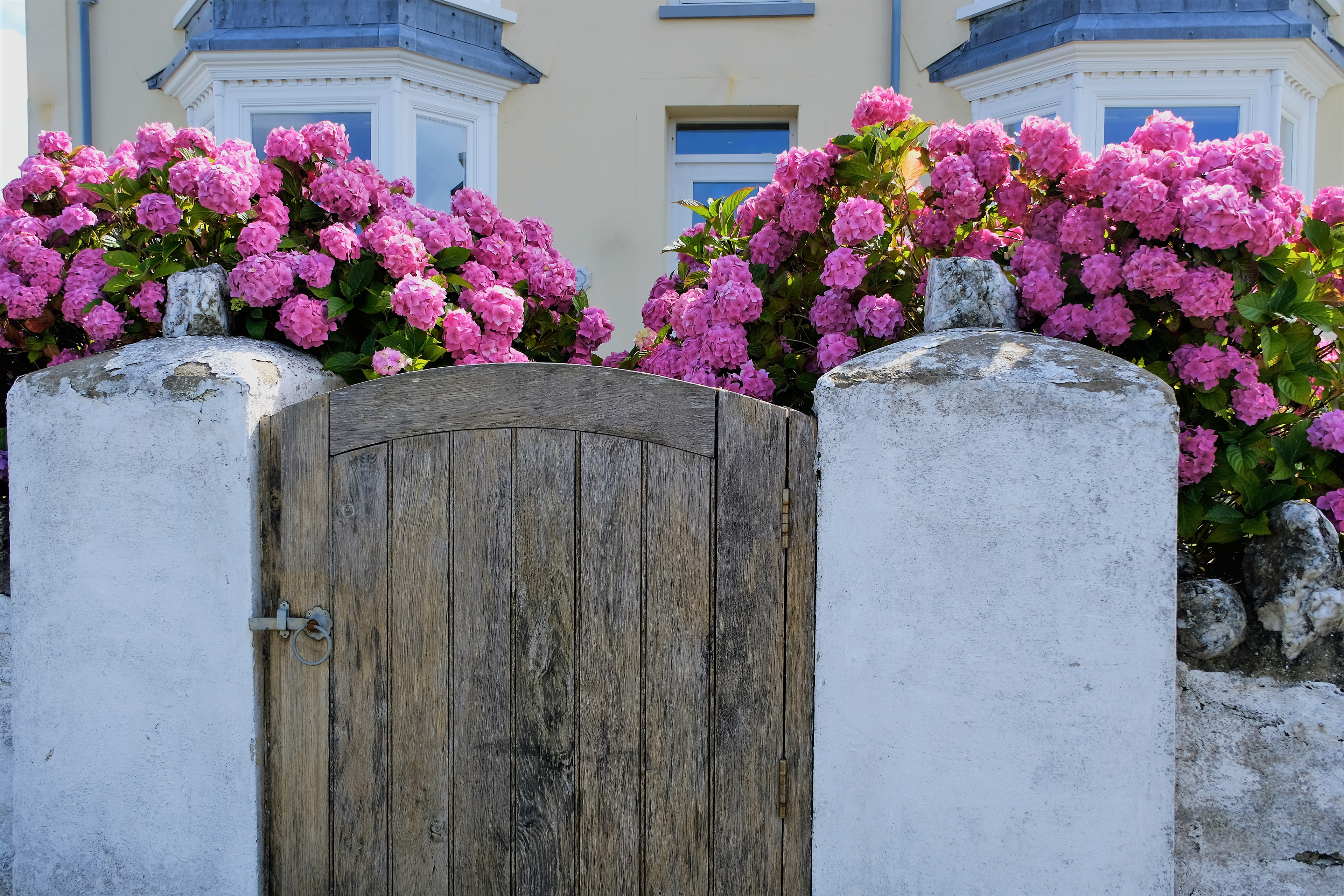 "A Good Year for the Hydrangeas" by David Hough