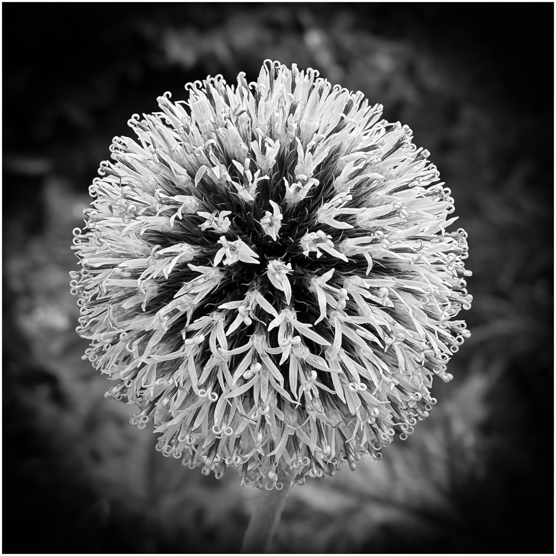 "Globe thistle mono" by Morlais Davies