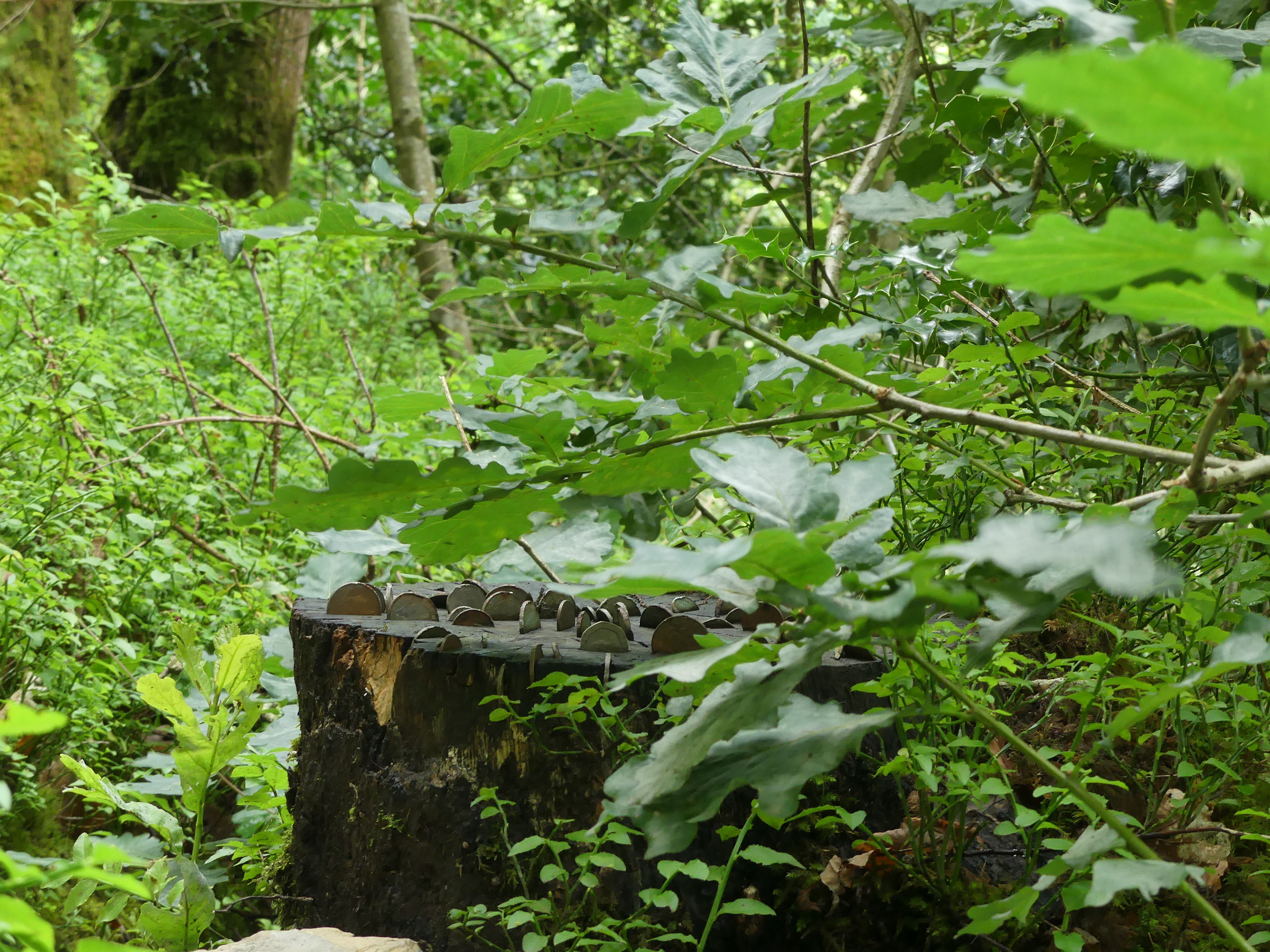 "P1000194" by Trudy Davies