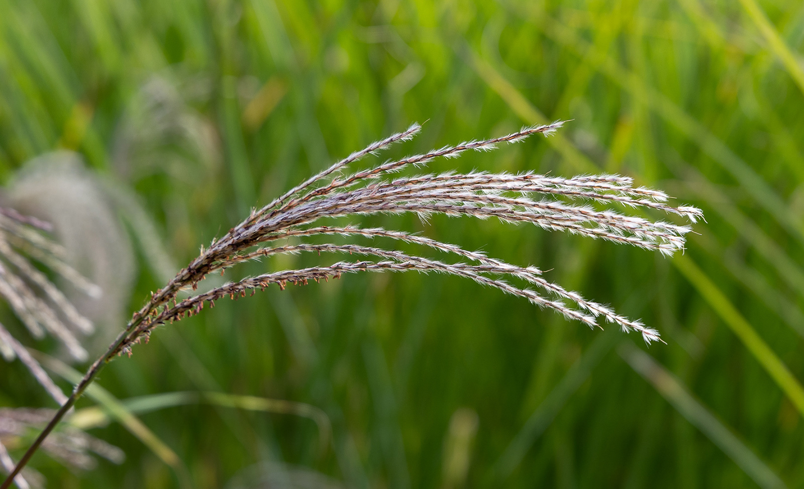 Colby_Pembs-5079 by Morlais Davies