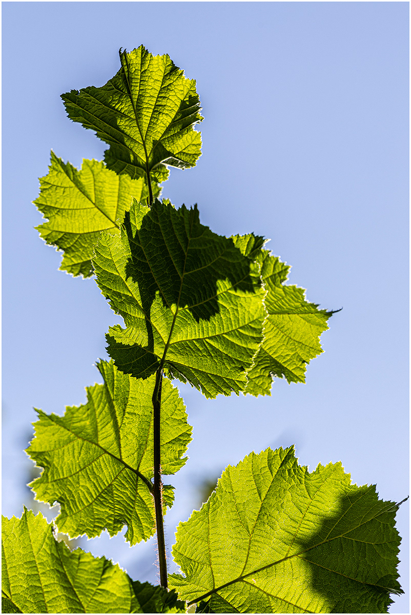 "Leaves" by Viv Evans