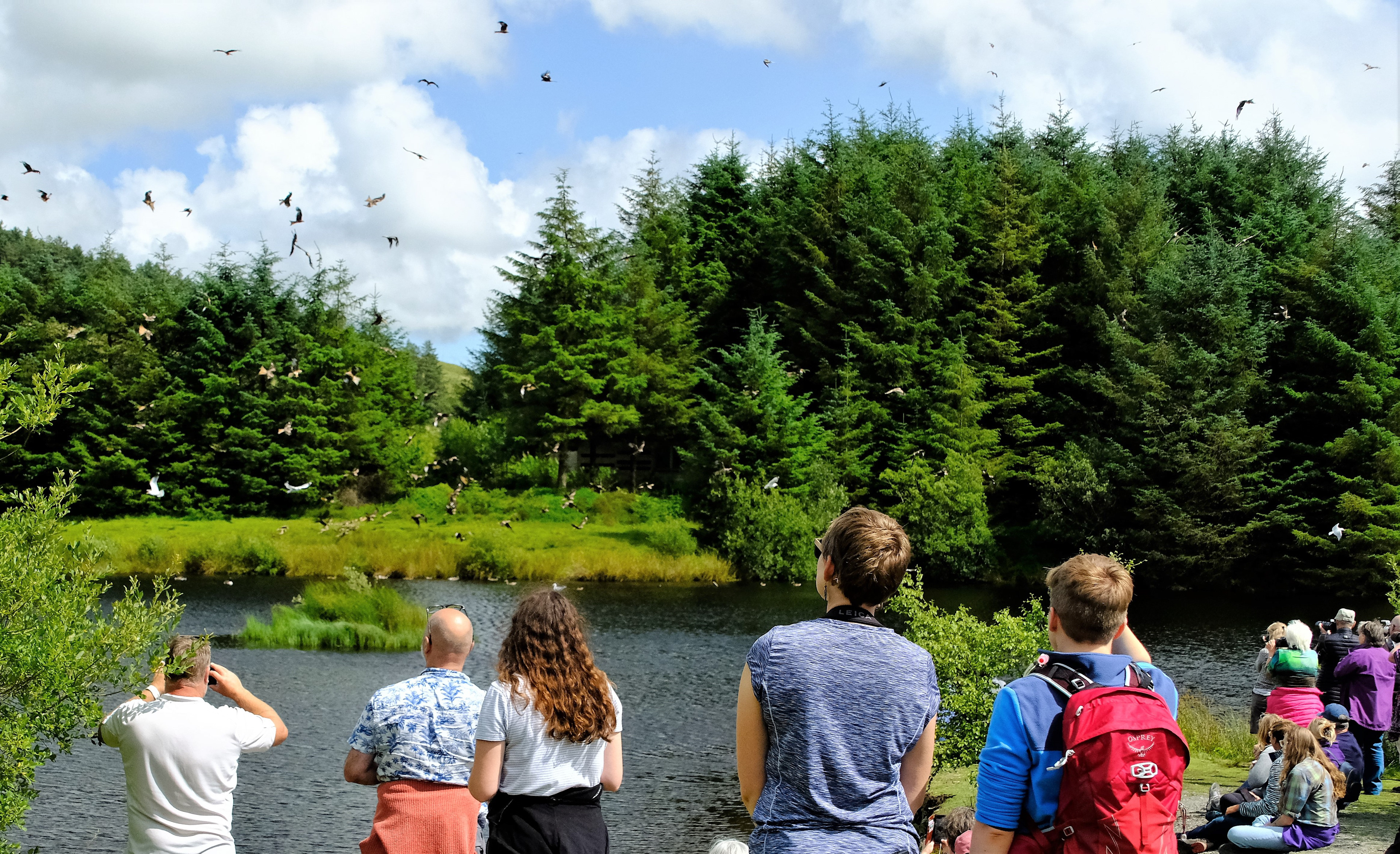 "Kite Feeding Time at Nant-yr-Arian" by David Hough