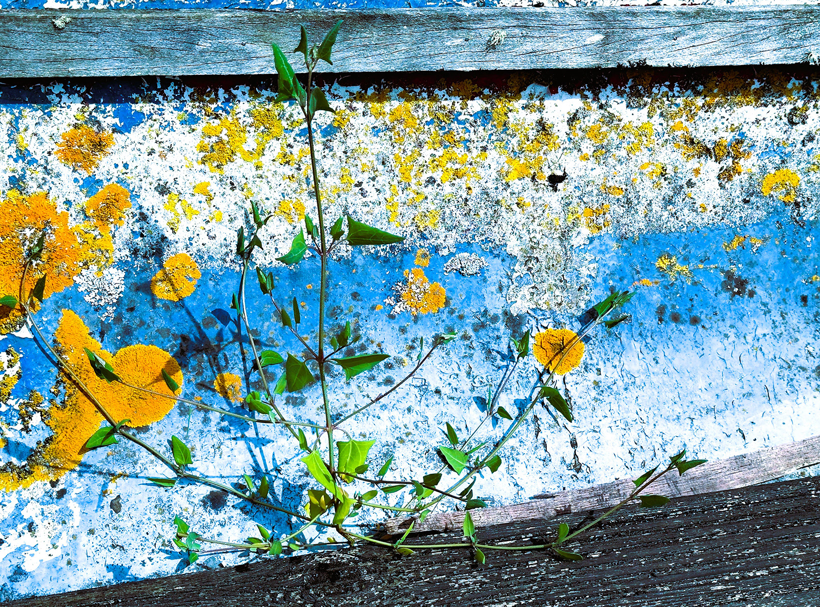 "Californian Poppy" by David Hough