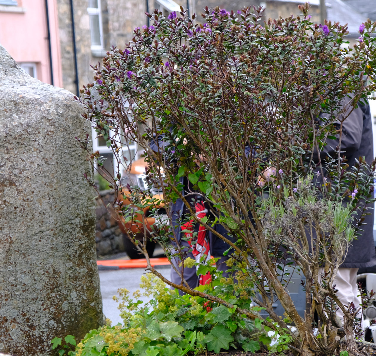 "Who's behind the bush?" by Margaret Jones