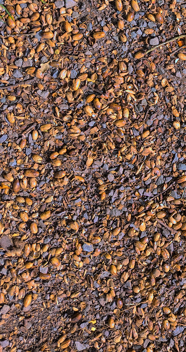 "Abundance of Acorns" by Mike Jones