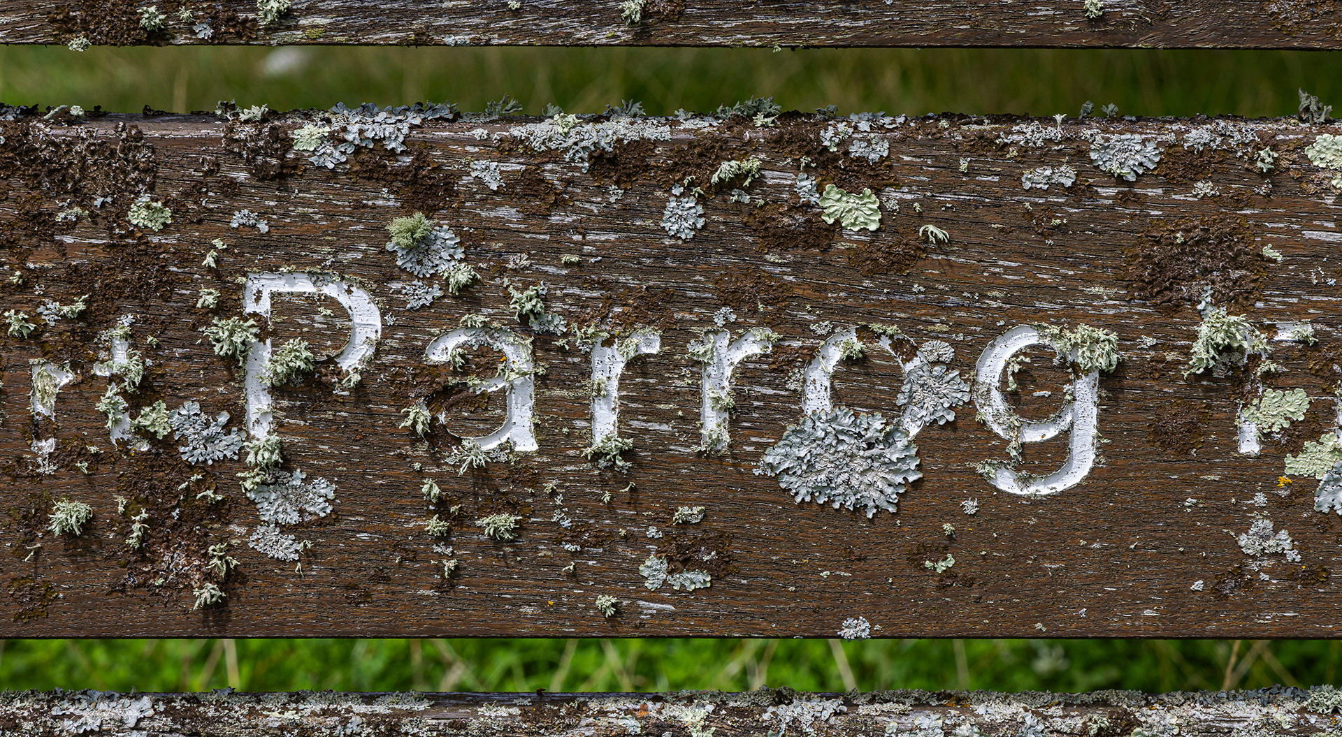 "Parrog 2" by Viv Evans