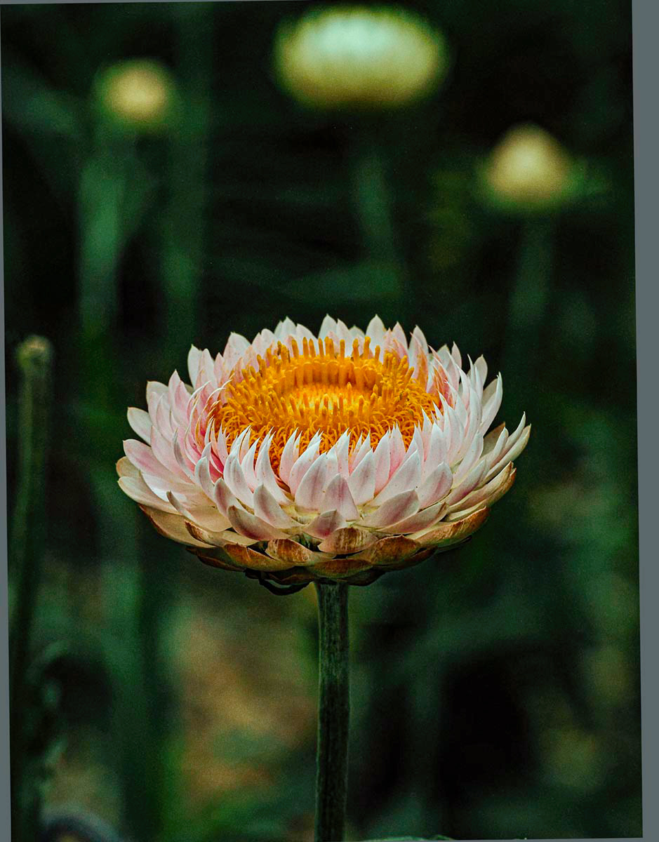 "Flower head 2" by Stuart Watson