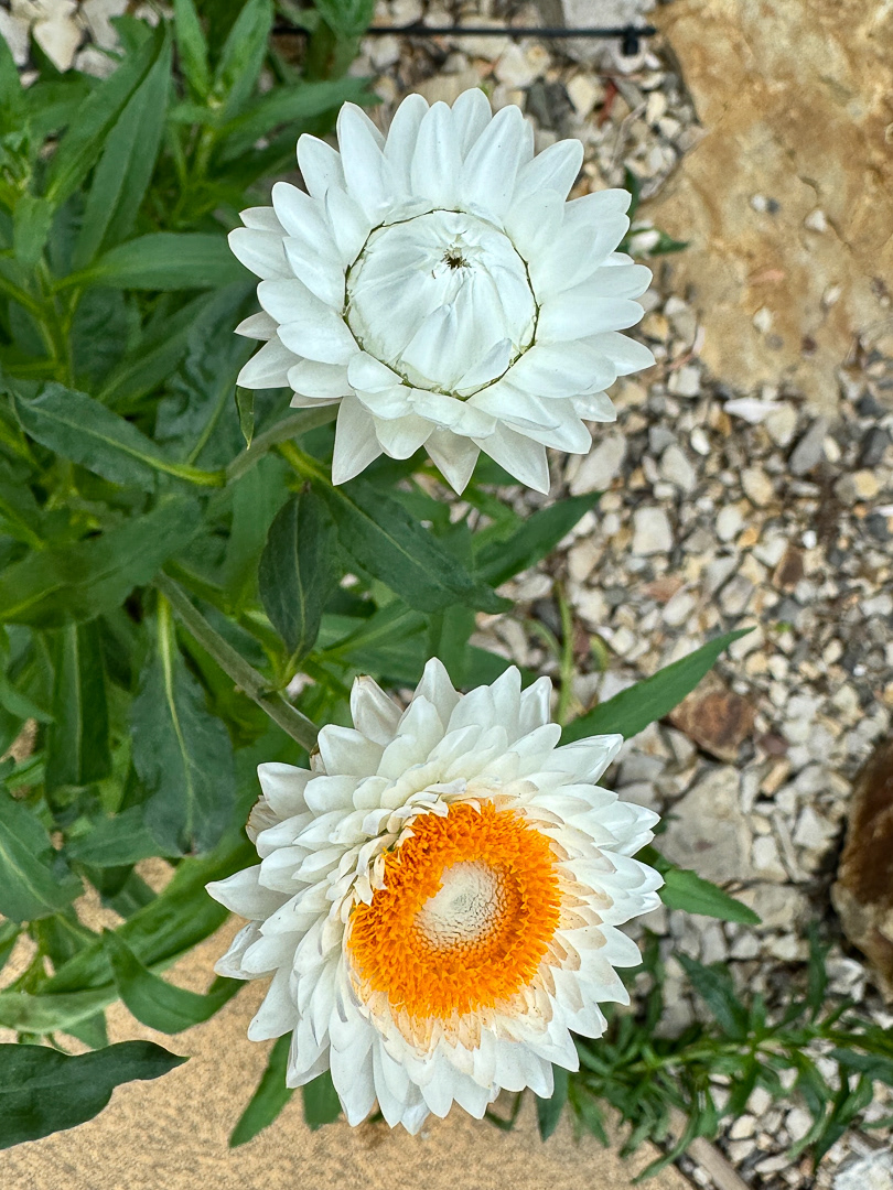 "Open and closed" by Morlais Davies