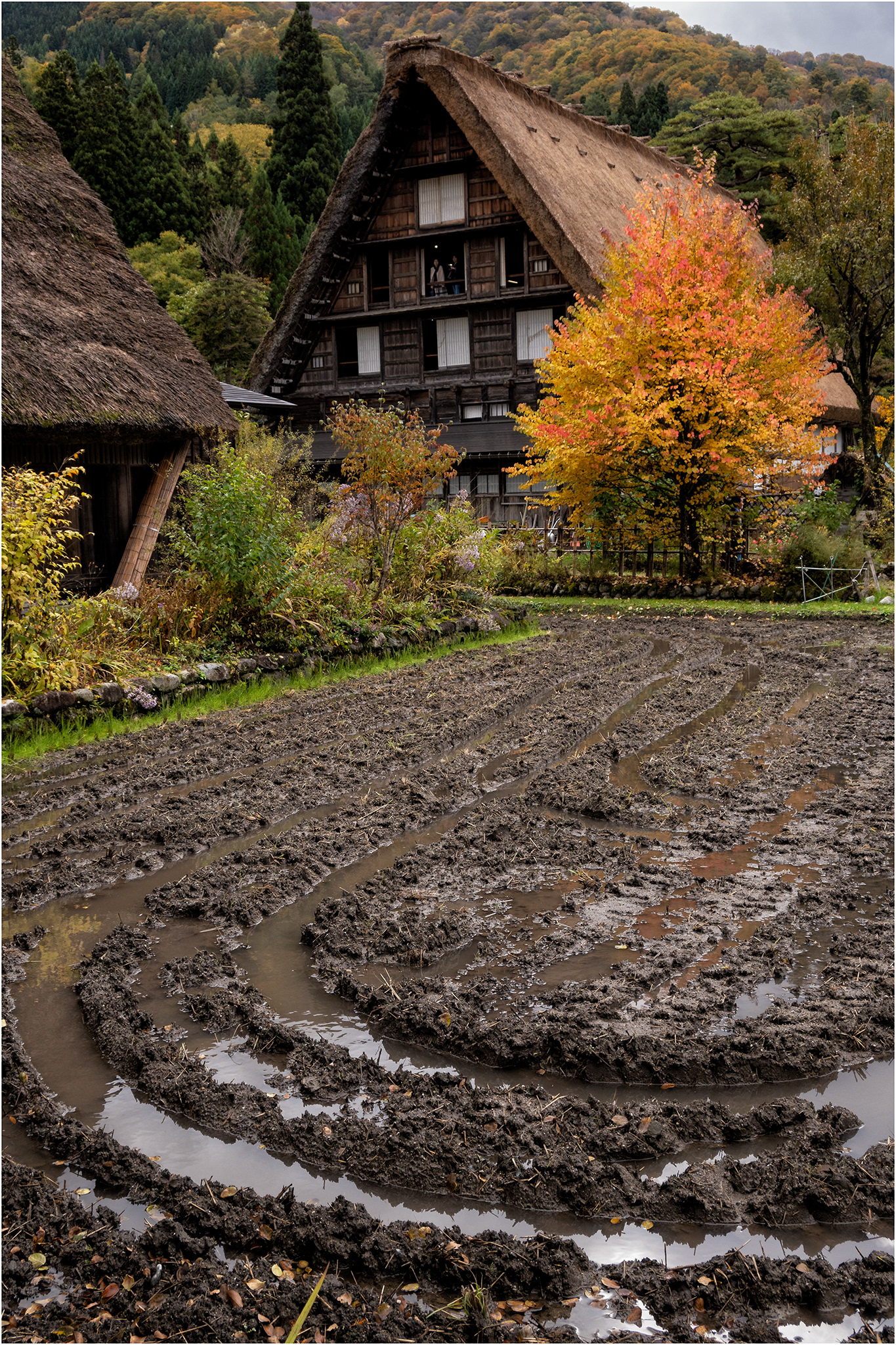 Rice Paddy, Shirakawago, Japan