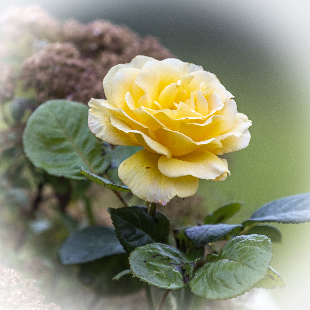 "Evening Rose" by Morlais Davies