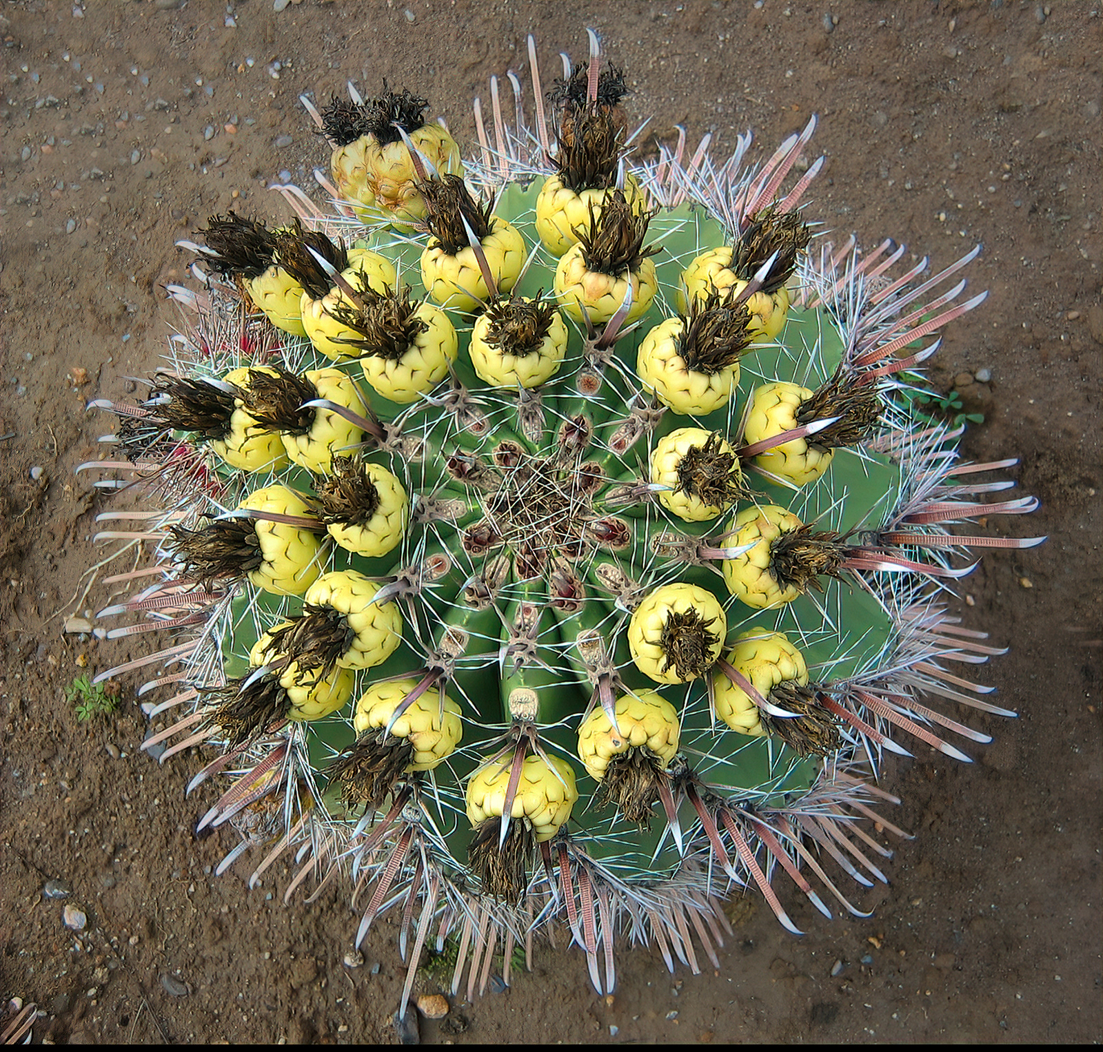 "Cactus" by Mike Jones